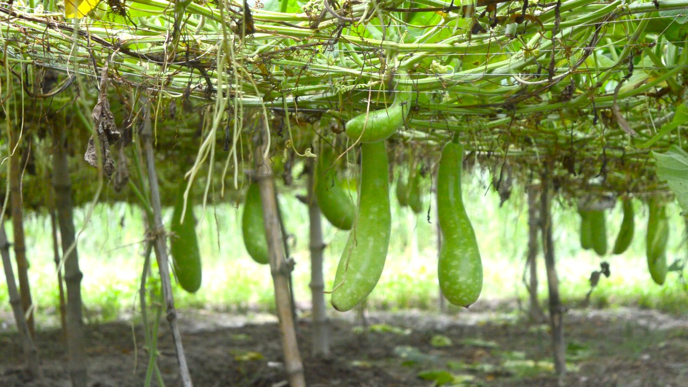 আত্রাইয়ে মাচা পদ্ধতিতে লাউ চাষ করে লাভবান চাষিরা