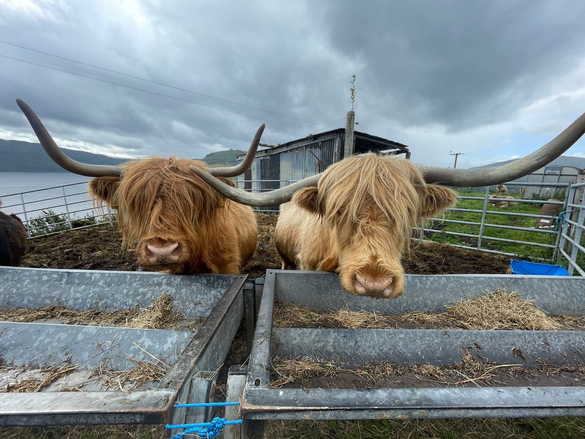 Happy Coosday from the lovely ladies of St. Ninian's Croft 😍 #coos #highlandcoos #scotland #cowsofinstagram #highlandcows #visitscotland #highlandlife #farmlife #scottishhighlands #communitytourism