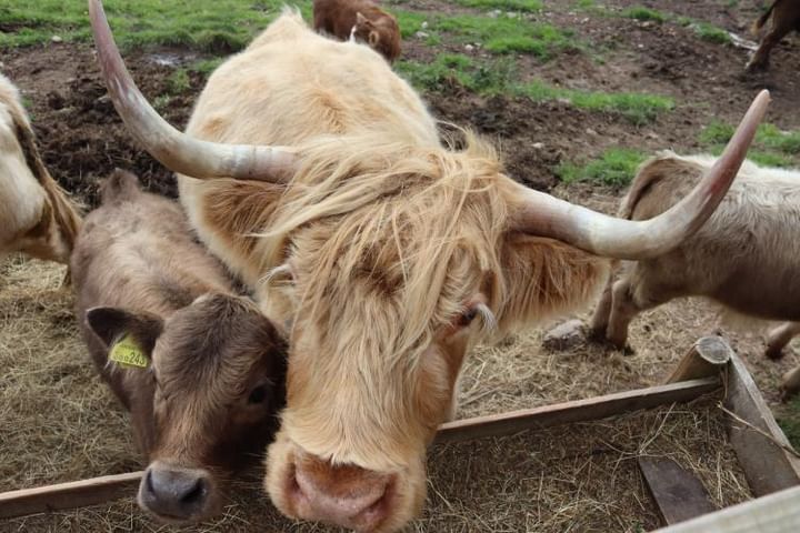 Happy Cooooosday!! Photo credit to one of our lovely guests Diede Peters 📸 
#coos #highlandcoos #scotland #highlandcows #visitscotland #highlandlife #farmlife #scottishhighlands #communitytourism
