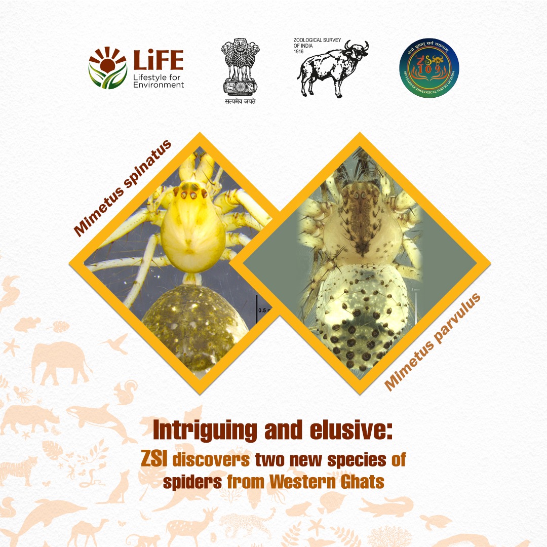 Zoological Survey of India (@zoologicali) on Twitter photo In its quest for exploration to underscore Western Ghat’s rich biodiversity <a href="/ZoologicalI/">Zoological Survey of India</a> unveiled two rare spider species 𝑴𝒊𝒎𝒆𝒕𝒖𝒔 𝒔𝒑𝒊𝒏𝒂𝒕𝒖𝒔 & 𝑴𝒊𝒎𝒆𝒕𝒖𝒔 𝒑𝒂𝒓𝒗𝒖𝒍𝒖𝒔. #spiders #wildlife In its quest for exploration to underscore Western Ghat’s rich biodiversity <a href="/ZoologicalI/">Zoological Survey of India</a> unveiled two rare spider species 𝑴𝒊𝒎𝒆𝒕𝒖𝒔 𝒔𝒑𝒊𝒏𝒂𝒕𝒖𝒔 & 𝑴𝒊𝒎𝒆𝒕𝒖𝒔 𝒑𝒂𝒓𝒗𝒖𝒍𝒖𝒔. #spiders #wildlife