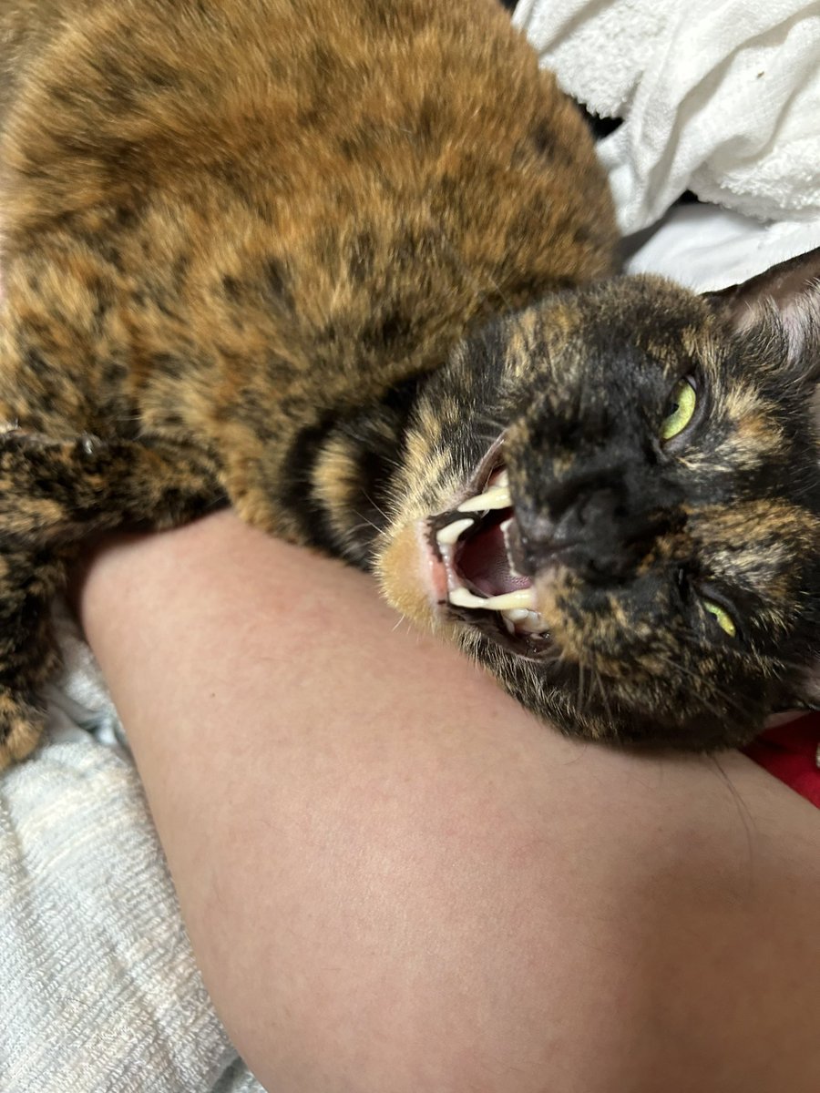 ガゥ❗️動くと怒られるんです。

#おうちねこ 
#さびねこ 
#ねこずきさんと繋がりたい