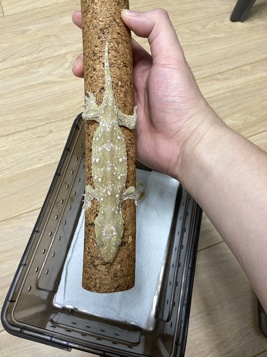 万里 (@0o04434855) on Twitter photo 