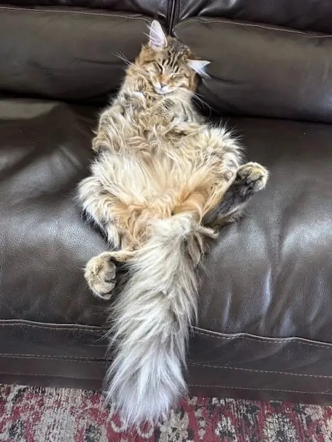 Join Tummy Rub Tuesday Week 499: Submit Your Cat Photos for a Chance to be Featured: The post Join Tummy Rub Tuesday Week 499: Submit Your Cat Photos for a Chance to be Featured appeared first on Katzenworld - Welcome to the world of… dlvr.it/TCQPX5 via <a href="/kattavinir/">kattavinir</a>