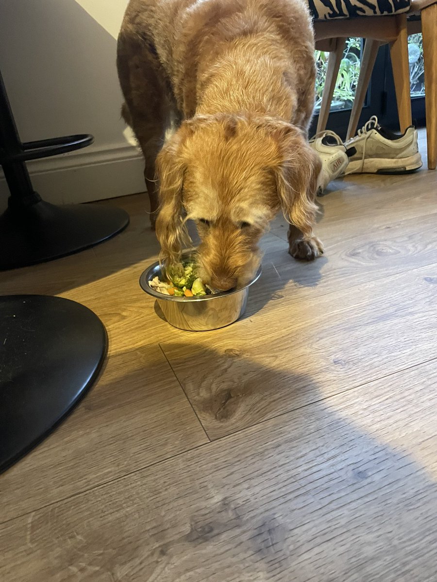 I’b been tenting…very tirings…but hoomum gibs me chimkin roastie din dins when we got home…she sez waggy inational doggie day or sumfing #internationaldogday