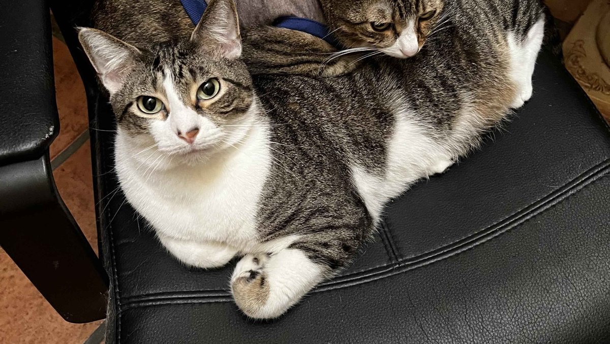 <a href="/_0ghu/">ghu | working on comms 🍉</a> 's cat is in need! This poor guy was diagnosed with liver failure and is currently in the hospital. He needs additional treatments, and if you would like to help, and it's within your means, please see his GoFundMe or help spread the word! (Link is in the reply!)