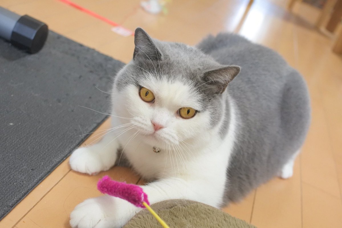 gintaro_nya's tweet photo. 本日銀ちゃん9歳の誕生日！🙌🙌
月日が経つのは早いな〜！これからもよろしくね☺️✨️

#猫好きさんと繋がりたい #猫モフー #猫写真 #ブリティッシュショートヘア https://t.co/sKDeiPWALL