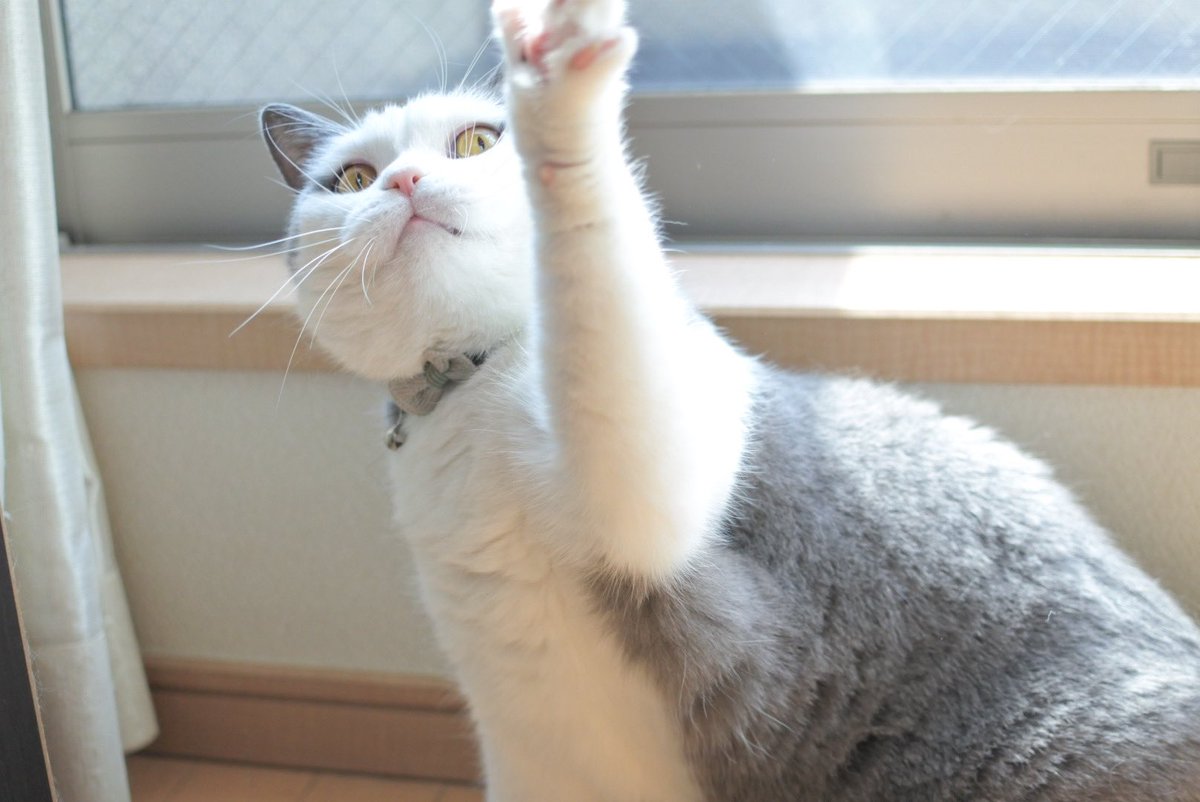 gintaro_nya's tweet photo. 本日銀ちゃん9歳の誕生日！🙌🙌
月日が経つのは早いな〜！これからもよろしくね☺️✨️

#猫好きさんと繋がりたい #猫モフー #猫写真 #ブリティッシュショートヘア https://t.co/sKDeiPWALL