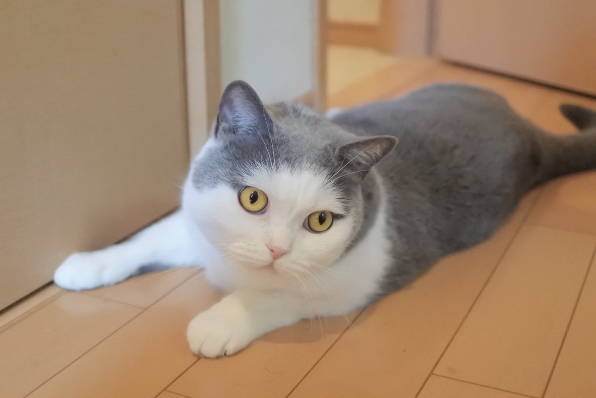 gintaro_nya's tweet photo. 本日銀ちゃん9歳の誕生日！🙌🙌
月日が経つのは早いな〜！これからもよろしくね☺️✨️

#猫好きさんと繋がりたい #猫モフー #猫写真 #ブリティッシュショートヘア https://t.co/sKDeiPWALL