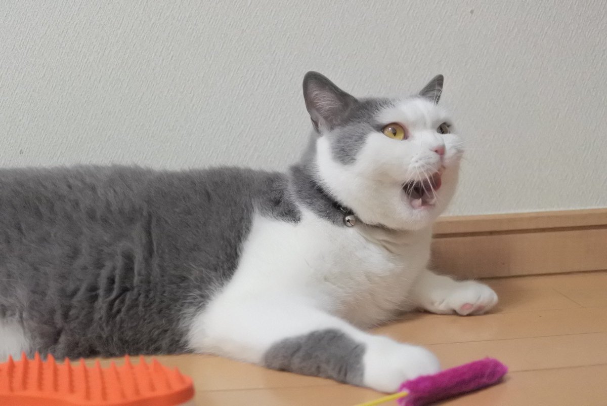 gintaro_nya's tweet photo. 本日銀ちゃん9歳の誕生日！🙌🙌
月日が経つのは早いな〜！これからもよろしくね☺️✨️

#猫好きさんと繋がりたい #猫モフー #猫写真 #ブリティッシュショートヘア https://t.co/sKDeiPWALL