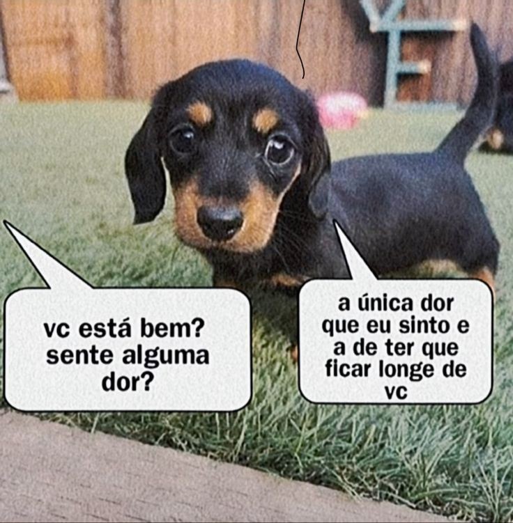 animais com frases aleatorias tweet media