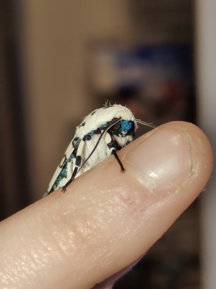 xCrescentMagex's tweet photo. About a month ago, my sister brought me a giant Leopard Moth caterpillar. Today, they emerged a beautiful moth!
#moth #moths #bugs #insects #entomology #lepidoptera #giantleopardmoth https://t.co/Tc2jpqqbsp