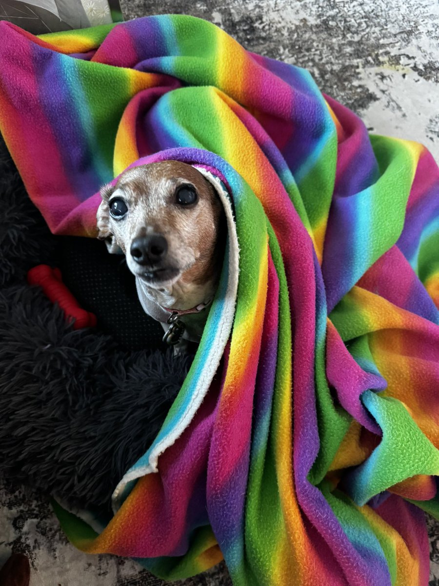 ItsMeMissyC's tweet photo. @The_Greenbrier @The_Greenbrier this is our sweet old girl, Penny! 🐶💕 https://t.co/3loA4ECq0a