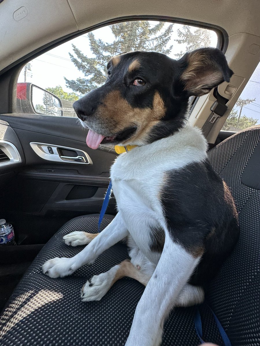 hendrix_12's tweet photo. Have to give a shout out to my boy Cosmo. The smartest, most athletic and loyal dog! But also at the same time the goofiest, laziest and most stubborn.
#NationalDogDay #TheAssMan https://t.co/cEyLA5P9TF
