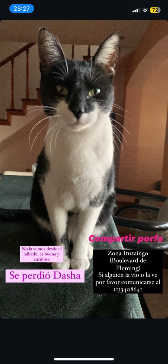 Es mi gatita, porfa si pueden difundir se los agradezco🥺