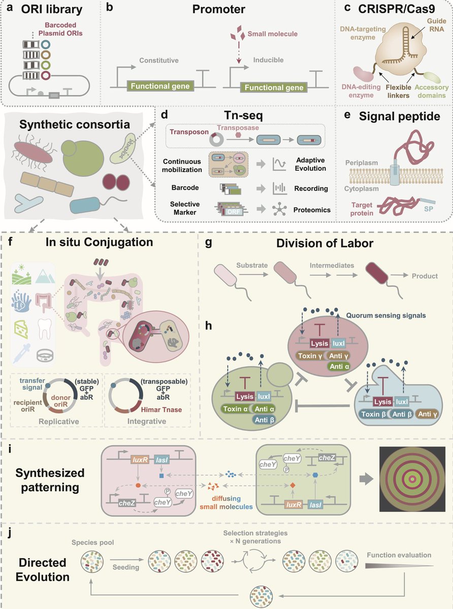 paperperday's tweet photo. Engineering Microbial Consortia as Living Materials: Advances and Prospectives https://t.co/KSWYFElWRK
