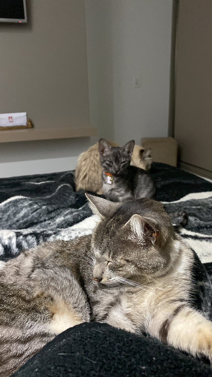 obgg frio por fazer os gatos se empoleirarem em mim