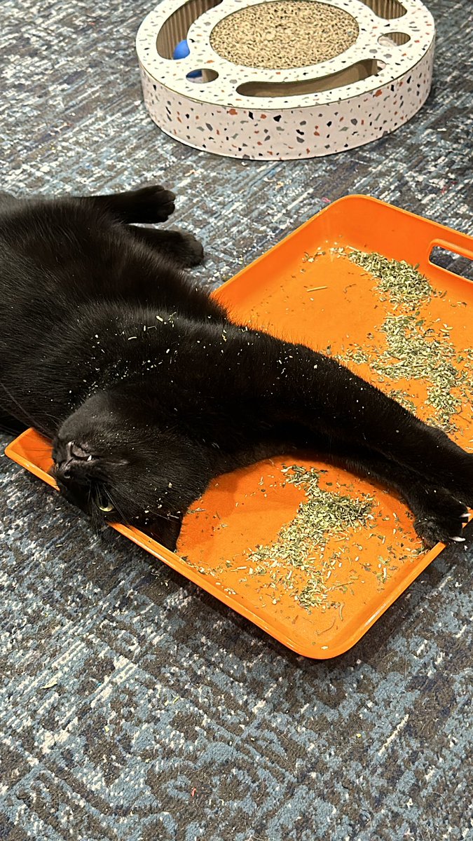 OMGitsNeeka tweet media