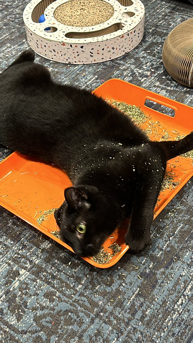 OMGitsNeeka tweet media