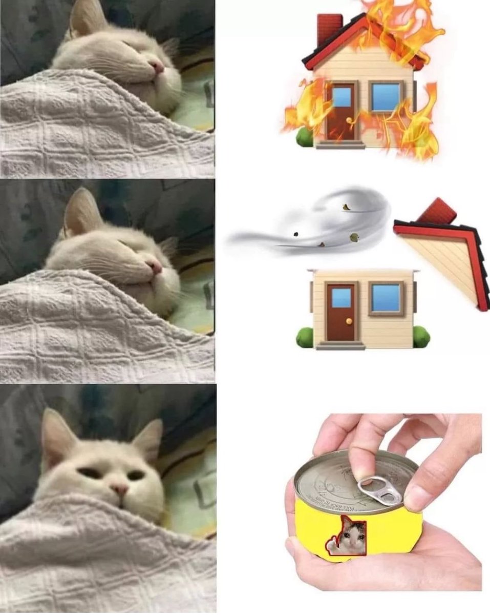 Punch Cat (@punchingcat) on Twitter photo 