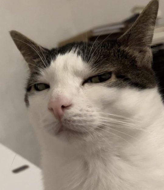 🐈‍⬛ (@pgwkcat) on Twitter photo 