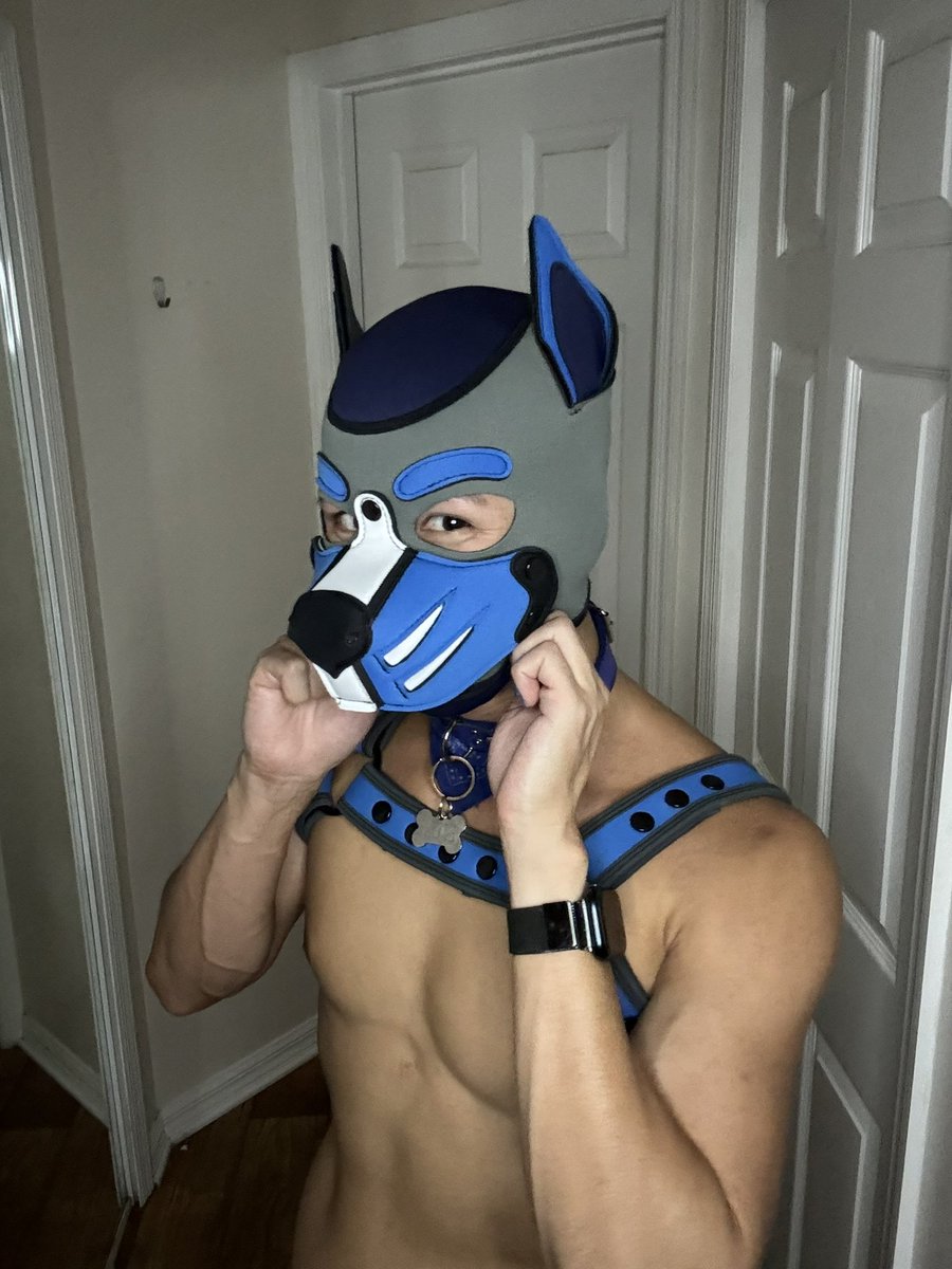 Fox Pup Jayce 🦊 🐶 tweet media