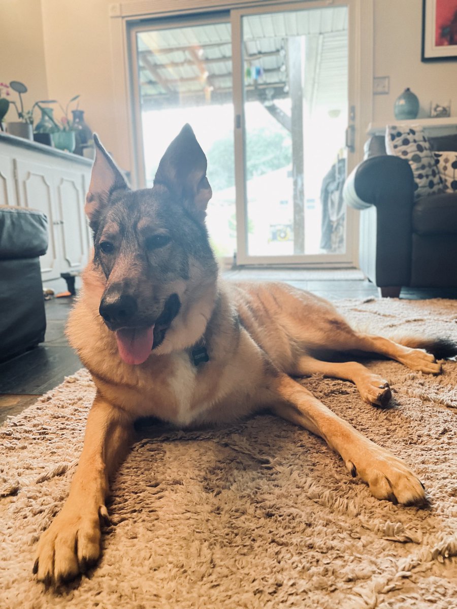 We celebrate her every day. 

#clovermccuddlesworth #nationaldogday