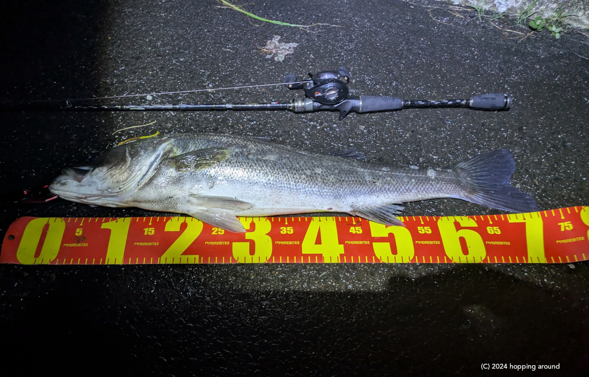 hatsuru's tweet photo. 今週の仙台シーバス。
ポイントの新規開拓に挑戦したら,73cmの自己記録!
ついでに,6'5''のベイトロッドXRFC-654ML-BF-MBの入魂も達成。
#seabass #fishing #Miyagi #Sendai #TTShad #Xrossfield https://t.co/ZYyFVCoGPZ