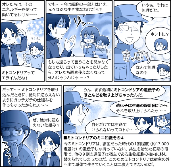 ミトコンドリア、酸素という猛毒をエネルギーとして活用できるように我々のご先祖が取り込み、反乱できないようにガチガチの仕組みで縛り、以来20億年も支配し続けているんですよね〜。
(画像は農研機構監修で描いたクローン解説漫画のミトコンドリア編・第一話より) 