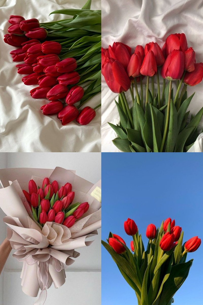 Red tulips