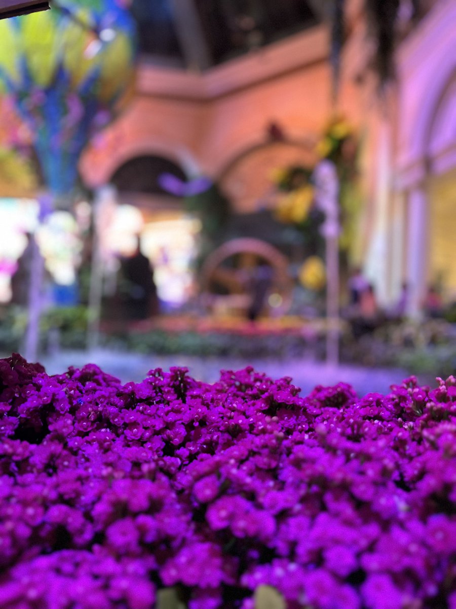 bursepanda's tweet photo. Beautiful flowers. Beautiful friends. 💛 The Bellagio Botanical Gardens were a breath of fresh air. ✨ https://t.co/KhIKuhsdaf