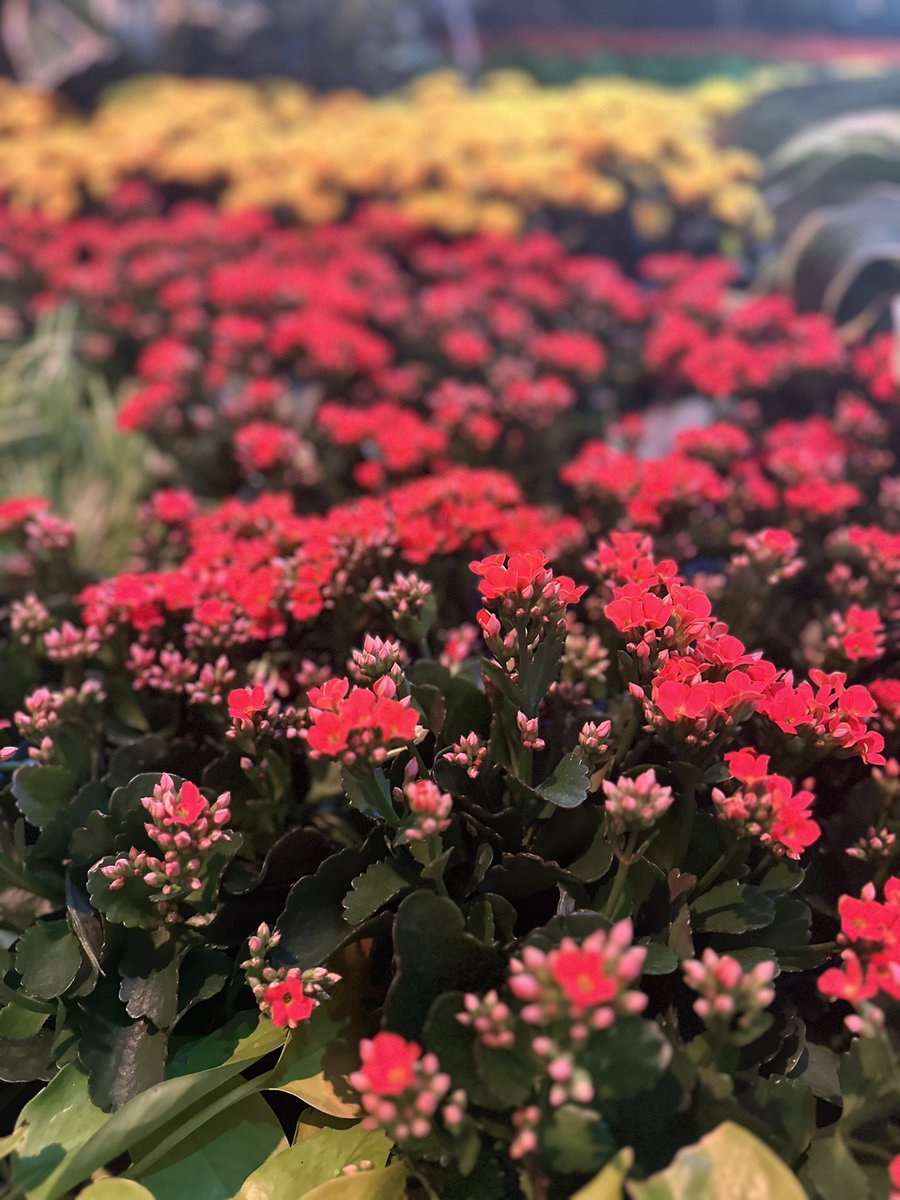 bursepanda's tweet photo. Beautiful flowers. Beautiful friends. 💛 The Bellagio Botanical Gardens were a breath of fresh air. ✨ https://t.co/KhIKuhsdaf