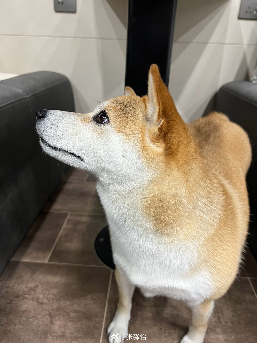 Miaoyi tweet media