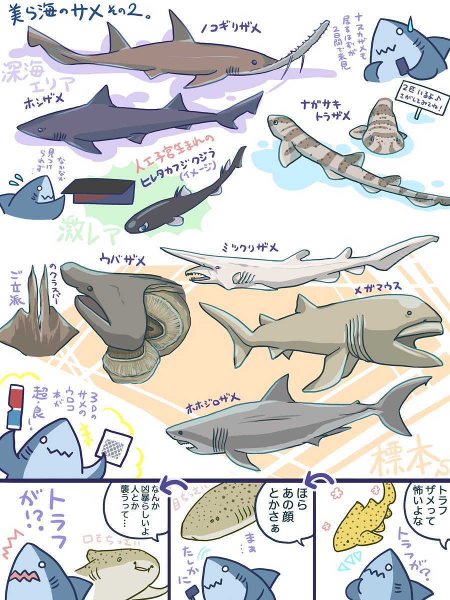 サメ好きが美ら海水族館に行ってきたレポ サメめっちゃおるけど二日