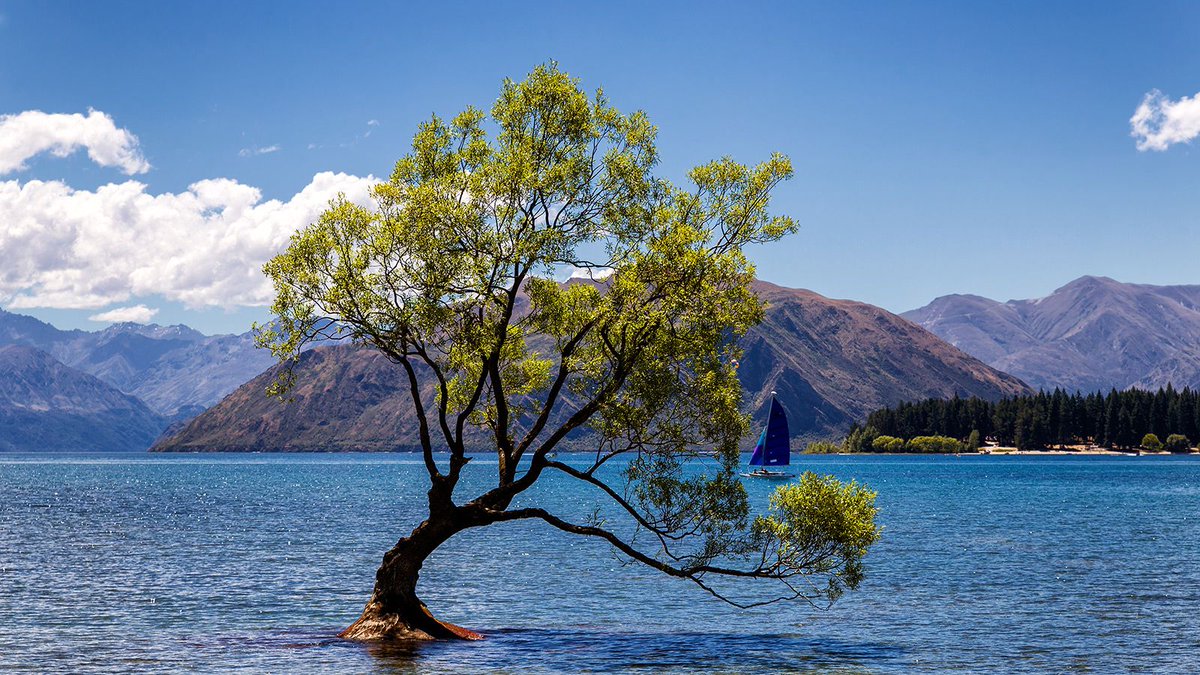 This lone tree started its life journey as a fence post. 

This is That Wānaka tree... The most photographed and famous tree in New Zealand.