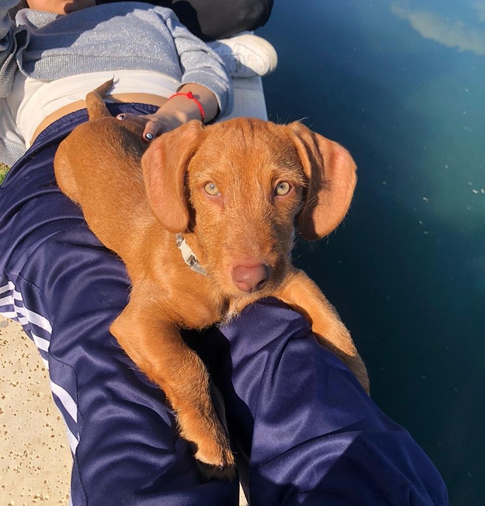 Valennunez_'s tweet photo. Pancho 🧡 https://t.co/yGSefxpv3R