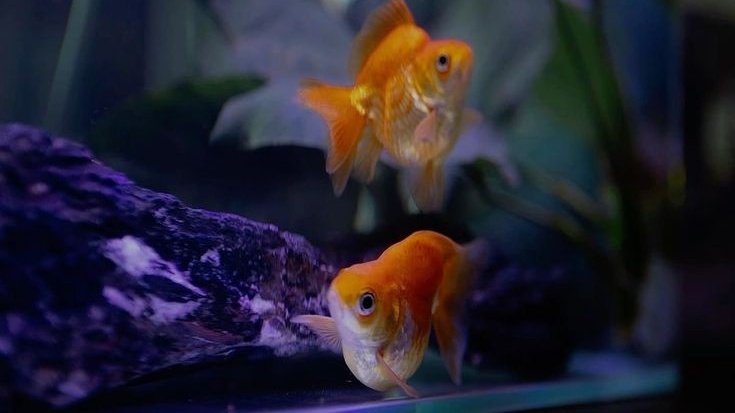willuvest's tweet photo. this >>> little day and big mhok ♡∘˚🐠˚˙∘💖
꒰ #LastTwilightSeries #mhokday #morkday
#jimmysea #jimmyyjp #sea_tawinan #nomnom ꒱ https://t.co/WquVjTct6e