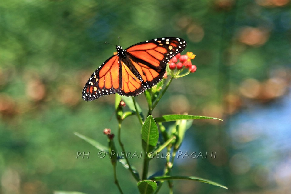 @ferrarisergio4 tweet media