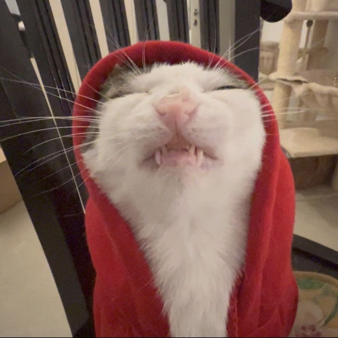 Punch Cat tweet media