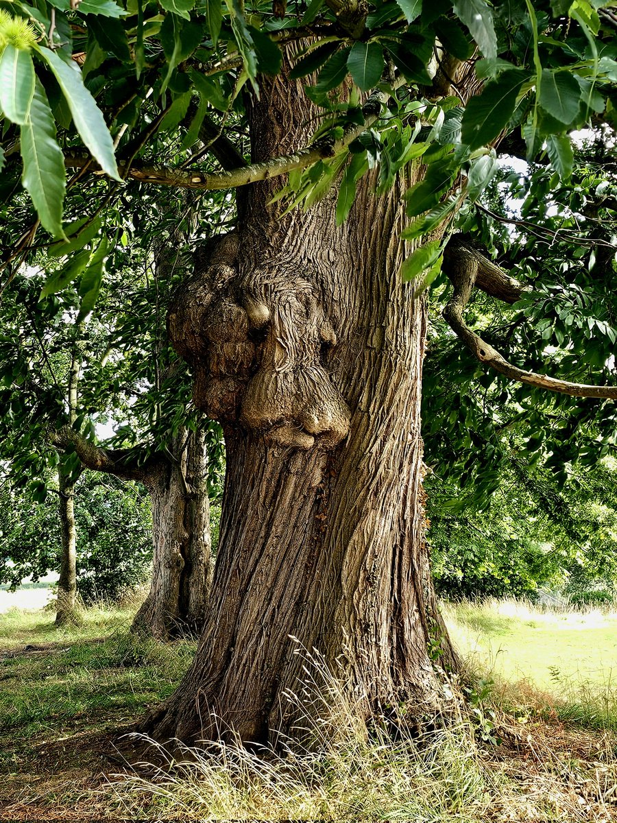 HikingManchest1's tweet image. A beautiful sweet chestnut tree on the grounds of #HayonWye castle.
Happy #thicktrunktuesday

#SpottedonmyWalk #Wales @keeper_of_books