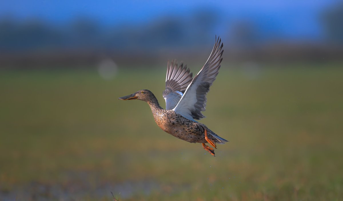 NikonIndia's tweet photo. Witnessing the freedom of flight.  

Image Courtesy #NikonCreator Lalit Rajora

Nikon Z 9, AF-S NIKKOR 500mm f/5.6E PF ED VR
For information on products, offers and more, visit https://t.co/O2lv6taHlk

#Nikon #NikonIndia #NIKKOR #WildlifePhotography #BirdsPhotography #NikonZ9 #Z9 https://t.co/V1tjVcKfyT