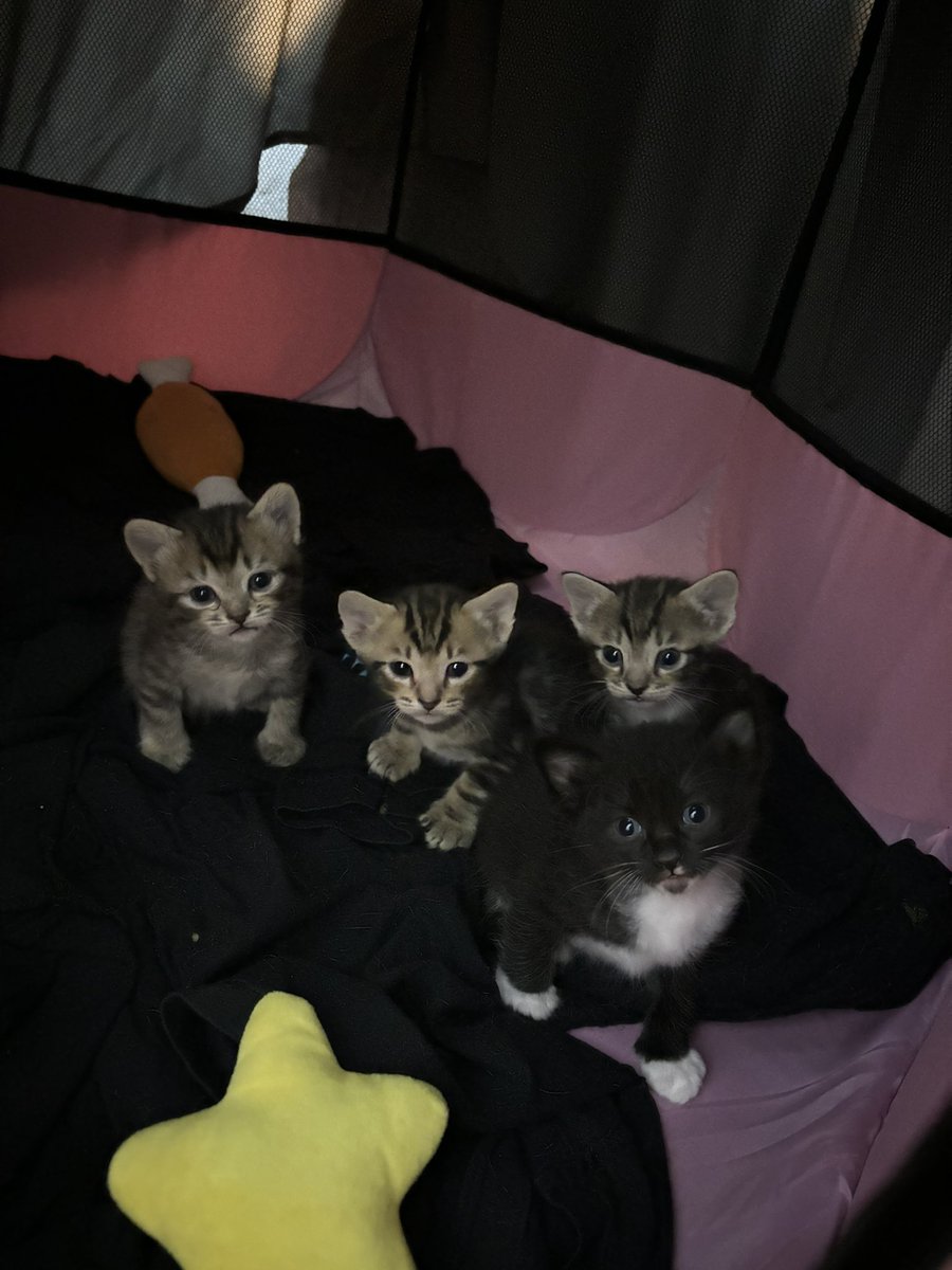 sweetfusilli28's tweet photo. Adopt kita guyss, free kokk , kucing kampung yaa👍🏼👍🏼 https://t.co/Kg08NZLuex