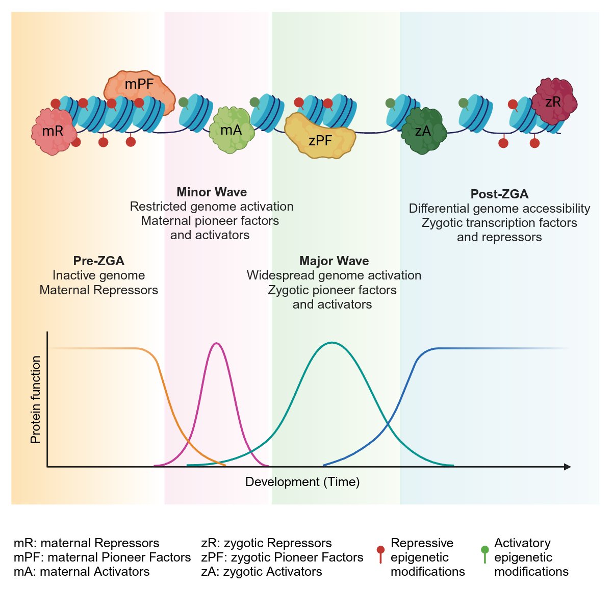 Ankita Sharma, PhD (@ankita_v_sharma) on Twitter photo Excited to share the latest review from our lab discussing the regulatory modes of maternal and zygotic #ZGA regulators. Thanks to <a href="/DsilvaGreg/">Greg Jude Dsilva</a>, Girish Deshpande and <a href="/SanjeevSaGa/">Sanjeev Galande</a> for the wonderful collaboration.
<a href="/IISERPune/">IISER Pune</a> <a href="/ShivNadarUniv/">Shiv Nadar University, Delhi NCR</a> <a href="/dls_snioe/">Life Sciences_SNIoE</a> Excited to share the latest review from our lab discussing the regulatory modes of maternal and zygotic #ZGA regulators. Thanks to <a href="/DsilvaGreg/">Greg Jude Dsilva</a>, Girish Deshpande and <a href="/SanjeevSaGa/">Sanjeev Galande</a> for the wonderful collaboration.
<a href="/IISERPune/">IISER Pune</a> <a href="/ShivNadarUniv/">Shiv Nadar University, Delhi NCR</a> <a href="/dls_snioe/">Life Sciences_SNIoE</a>