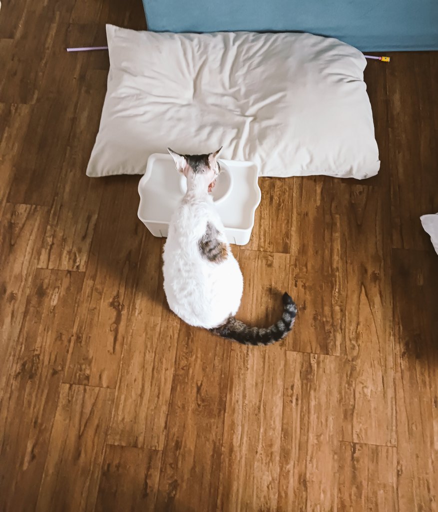 #입양홍보 자고 있길래 누워서 먹으라고 쿠션 앞에 밥상 차려줘도 앉아서 먹는 유교냥 데본이를 영업합니다.

#고양이구조 #입양문의는_메인트확인