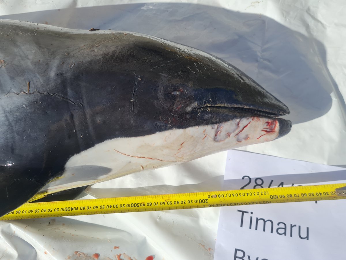 109 marine mammal bycatch events reported by fisheries observers between 1 July 2022 and 30 June 2023, inc common dolphins, dusky dolphins, Hector's, orca, sea lions and 102 fur seals. 92% were in trawl nets. 5 were within Marine Mammal Sanctuaries.
doc.govt.nz/globalassets/d…