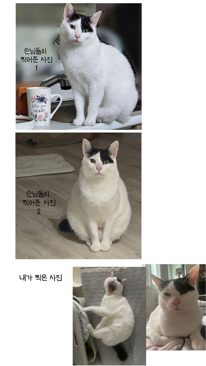 우리집 고양이 사회생활 스킬이 보통이 아니다 #뚝뚝만화데일리