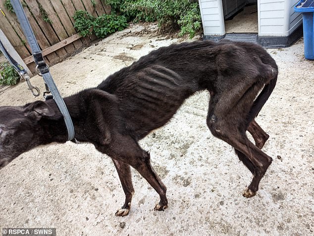 Greyhound Racing Victoria is investigating allegations Trainer Ivan CHIRCOP tortured 2 greyhounds to death via starvation. A further 3 greyhounds were discovered by investigators and put down suffering "extreme neglect". Others found staving and sick were seized by authorities.