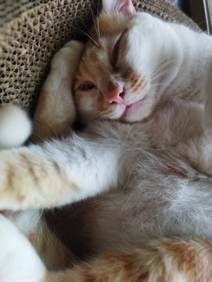 流浪漢 (@xjjarf0zycdv4e1) on Twitter photo 