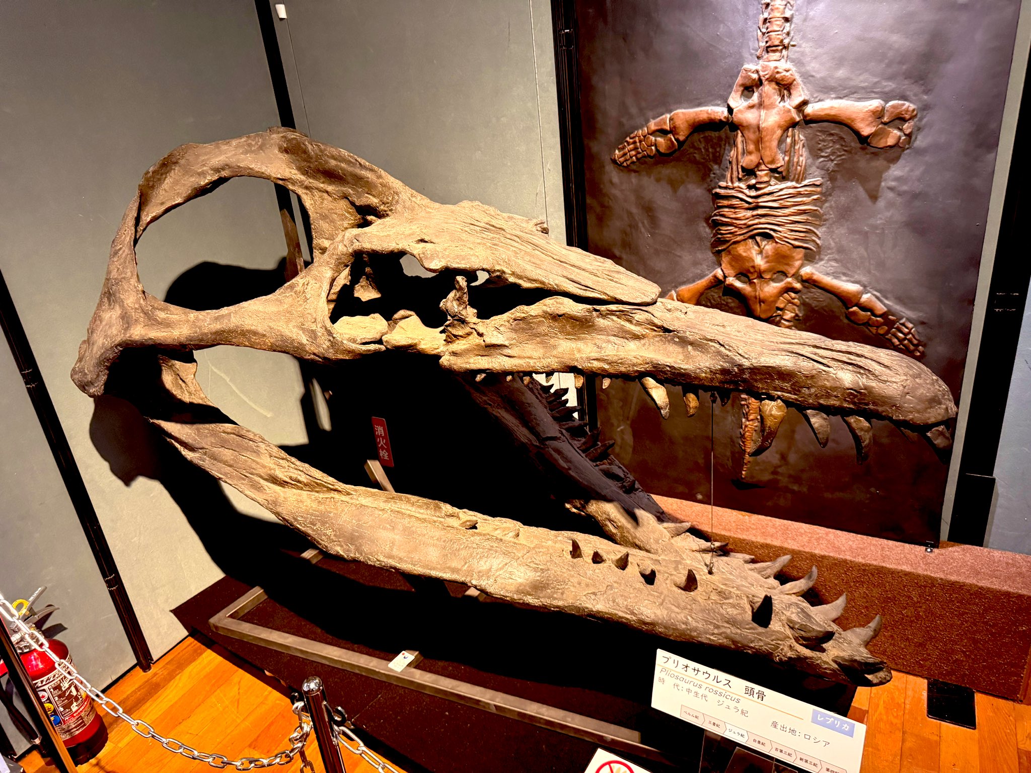 プレシオサウルスの仲間の骨　化石 プレシオサウルスの仲間の骨化石