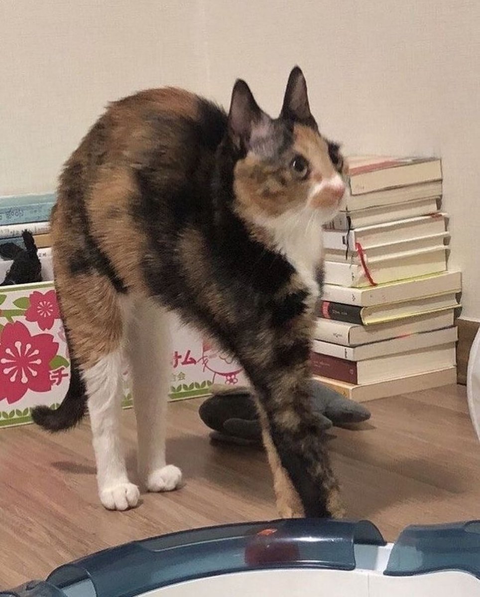 PunchingCat's tweet image. ❗️