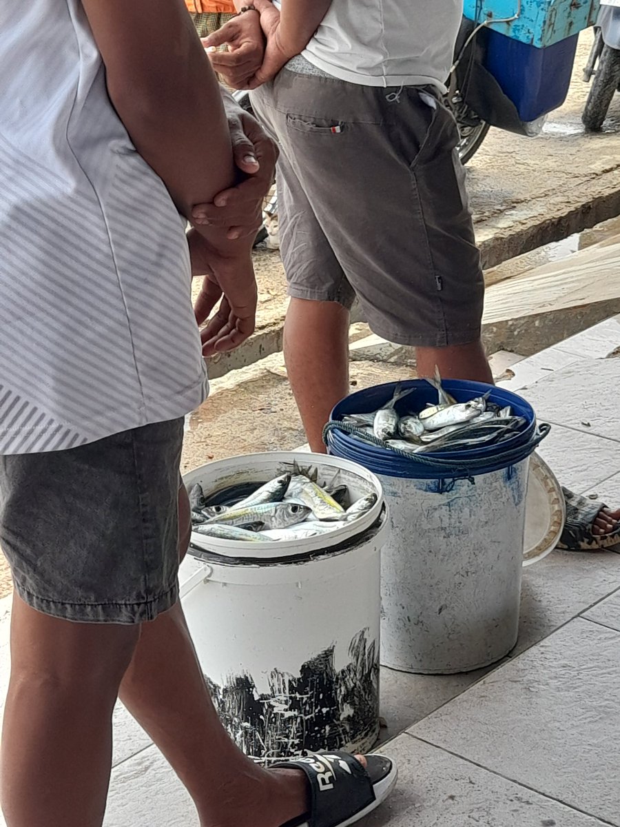 Hanrilalimbat's tweet photo. Selasa (20/08/2024),Hanri Piet Lalimbat,Luhkan Kab.Bone Bolango,melaporkan prdksi,KUB Cakalang export mnggnkan alat tangkap pancing ulur,hasil tngkapan ikan selar 62 kg dan tuna 56kg dngn hrg jual 18.000 dan 45.000/Kg
#SatminkalBitung
#Luhlapor
@puslatluhkp
@djpt_kkp
@bpppbitung https://t.co/W8wEPmb4tc